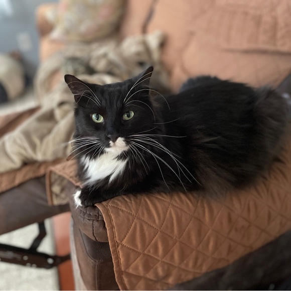 Meet your Posher, Harper - Picture 11 of 14